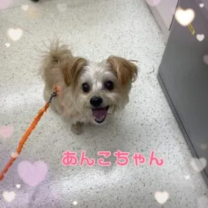 あんこ