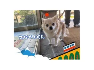 すぱいす