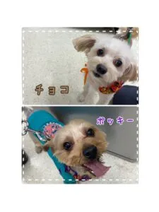 チョコポッキー