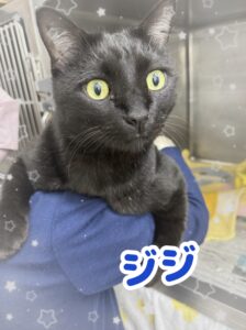 ジジくん🐈‍⬛