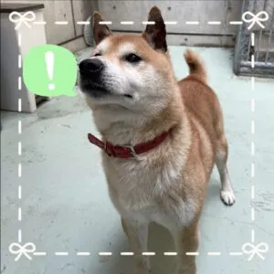 ゆきくん