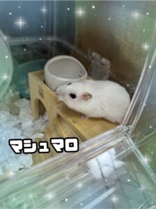 マシュマロちゃん