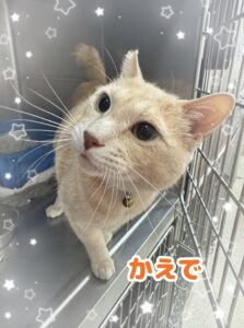さつき.あずき.さくら.かえで