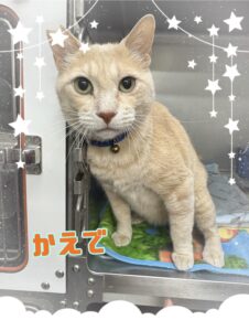さつき.あずき.さくら.かえで