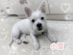 小雪ちゃん❄️