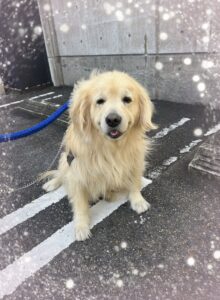 りく君✨