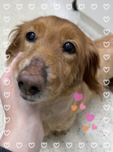 今日のくうちゃん❤︎