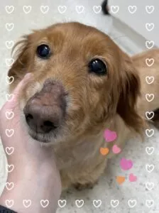 くうちゃん