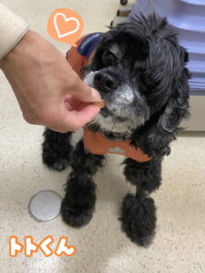 トトくん🐶