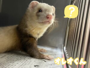 オレオくん✨