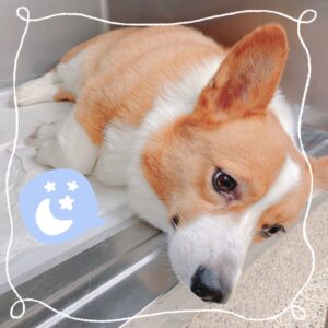 ショコラくん🌙