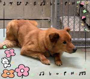 たろくん🐶