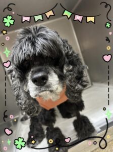 トトくん✨