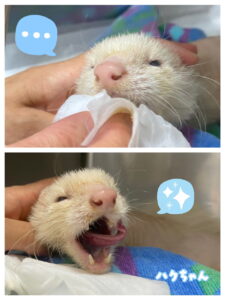 ハクちゃん💭😋