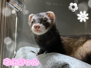 ネムちゃん🌼