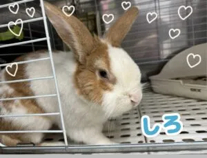しろくん
