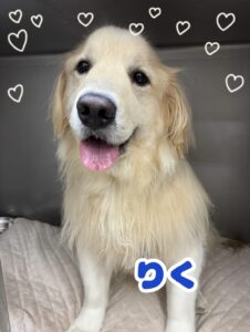 りくくん