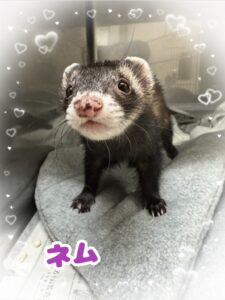 ネムちゃん