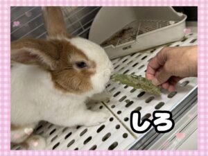 しろくん