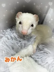 みかんちゃん