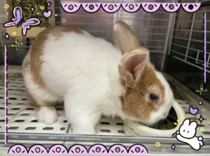 しろくん🐰