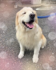 りくくん🐶