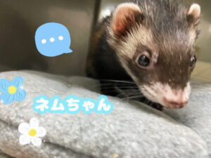 ネムちゃん🌼