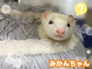 みかんちゃん💭