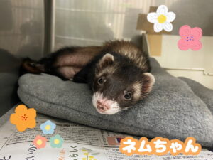 ネムちゃん🌼