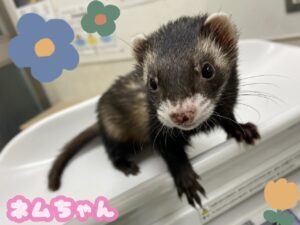 ネムちゃん🌼