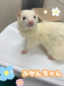 みかんちゃん💭
