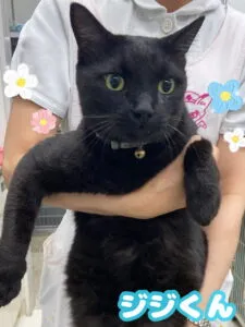 ジジくん🐈‍⬛