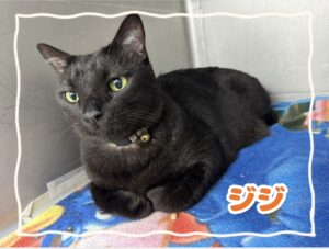ジジくん🐈‍⬛