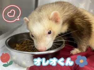 オレオくん💭