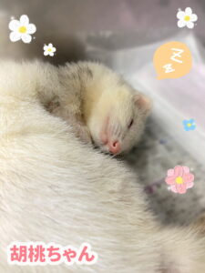 胡桃ちゃん💤
