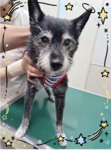 れんくん🐶