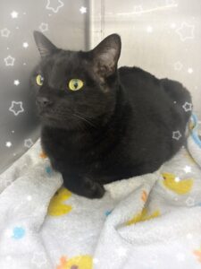 ジジくん🐈‍⬛