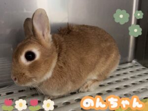 のんちゃん🐰