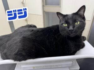 ジジくん🐈‍⬛