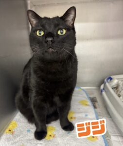 ジジくん🐈‍⬛