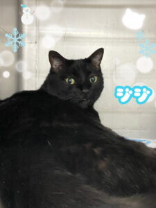 ジジくん🐈‍⬛