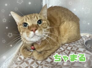 ちゃまるくん⭐️