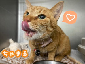 ちゃまるくん🐱