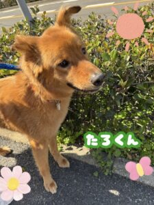 たろくん🐕