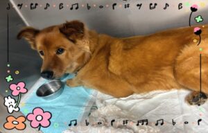 たろくん🐶