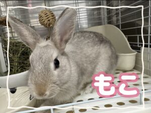 もこちゃん🐰