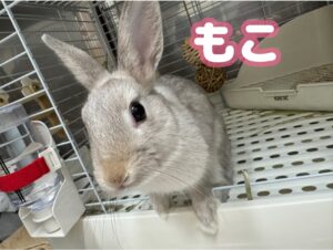 もこちゃん🐰