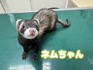 ネムちゃん🎵