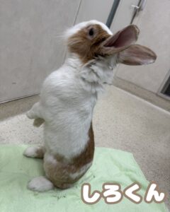 しろくん🐰
