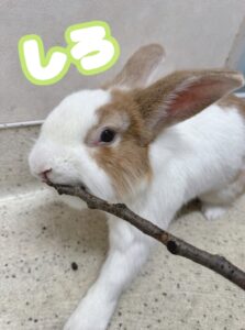 しろちゃん🐰